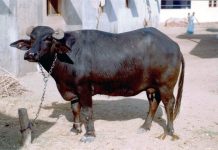 रौतहटमा भ्यागुते रोगको प्रकोप, आधा दर्जन भैँसी मरे
