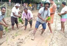 स्थानीयले रोपे सडकमै धान