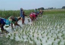 राष्ट्रिय धान दिवस मनाइँदै