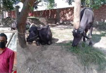 ओरिया खोलाबाट पर्सा प्रहरीद्वार भैंसी नियन्त्रण