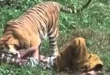 रौतहटमा बाघको आक्रमणबाट एकको मृत्यु दुई जना घाईते