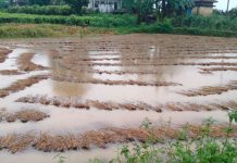 बर्षाले ७५ प्रतिशत धानमा क्षति