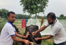 गौरमा लम्पी स्किन रोग विरुद्धको खोप सुरु