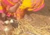 दैनिक सैयौं मानिसले पूजा गर्दै आएको सर्प मृत फेला