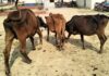 रौतहटमा अवैध गाई तस्करी, दुई जना पक्राउ