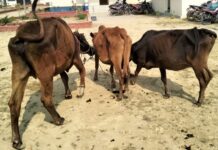 रौतहटमा अवैध गाई तस्करी, दुई जना पक्राउ