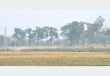 गौर डुबानको जोखिममा