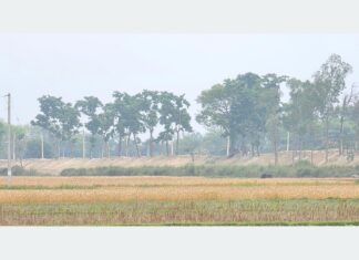 गौर डुबानको जोखिममा